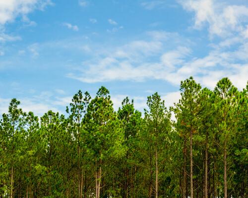 Growing forest and blue sky